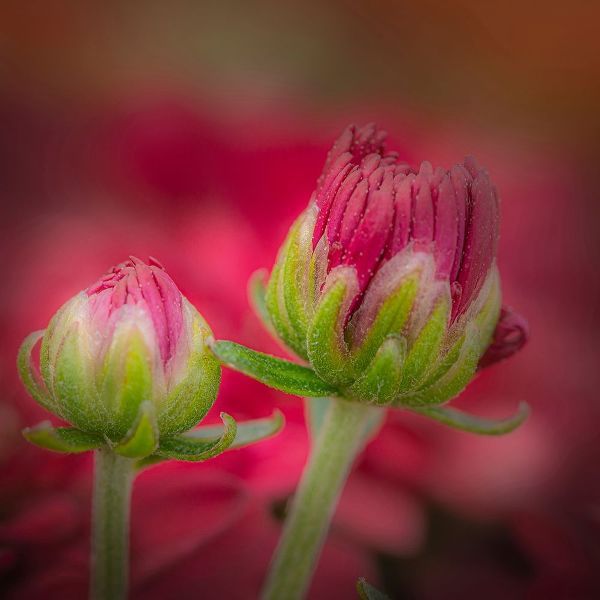 New Jersey-Rio Grande Close-up of carnation flower buds in garden